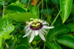 passione frutta fiore. foto