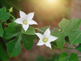 edera zucca su spinato filo. foto