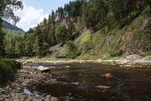 paesaggio di un' montagna fiume contro il sfondo di un' foresta, un' taiga fiume, un' pino foresta lungo il banche, pietre nel il canale, un' montagna flusso, estate calore, poco acqua, un' chiaro giorno. foto