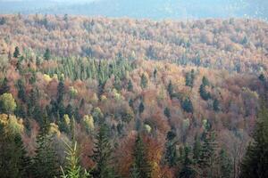 campagna nel montagne a Alba. erboso rurale versante con i campi e alberi nel autunno fogliame nel autunno foto