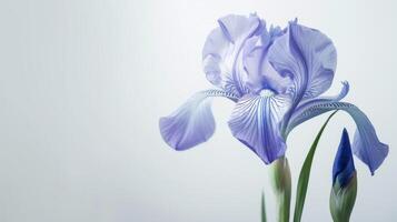 viola iris fiore nel fioritura visualizzazione delicato bellezza e botanico eleganza con focalizzazione morbida petali foto