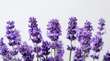 lavanda fiori nel fioritura in mostra viola tonalità e botanica bellezza nel un' tranquillo natura ambientazione foto