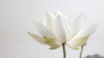 bianca loto fiore fioritura con botanico eleganza e purezza nel natura foto