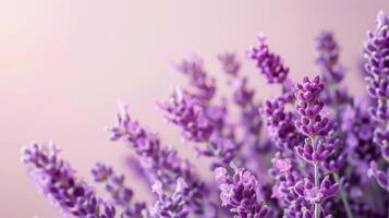 avvicinamento di lavanda fiori nel pieno fioritura con un' viola colore e morbido sfondo foto
