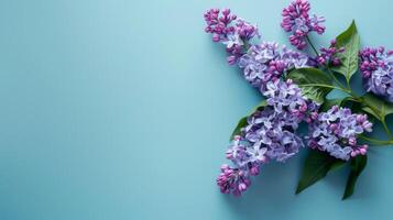 lilla fioritura in mostra il bellezza di primavera con floreale viola petali nel natura foto