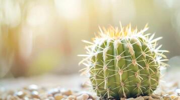 avvicinamento di un' verde cactus con acuto spine e naturale deserto pianta dettagli foto