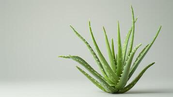 aloe Vera pianta in mostra verde succulento guarigione medicinale proprietà e erbaceo cura della pelle benefici foto