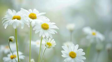 luminosa margherite fioritura nel natura visualizzazione bianca petali e primavera bellezza foto