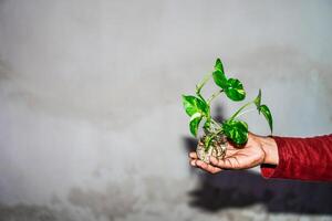 mano Tenere un' pothos pianta nel un' vaso su un' bianca sfondo. foto