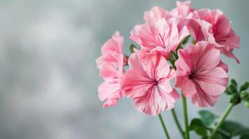 vivace rosa geranio fiori con delicato petali e fioriture catturare il essenza di flora nel un' botanico giardino ambientazione foto