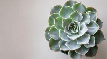 avvicinamento di un' verde echeveria succulento pianta in mostra suo rosone struttura e botanico natura nel un' minimalista design foto