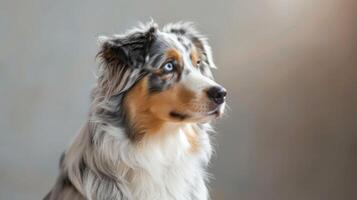 australiano pastore cane ritratto in mostra tricolore cappotto e bellissimo blu occhi foto