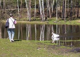 tiro di il cigno su il lago. natura foto