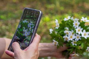 donna assunzione un' foto di fresco naturale bianca fiori con sua mobile Telefono. stagione