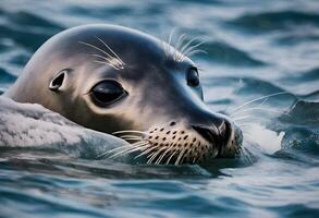 un' Visualizza di un' grigio foca nel il acqua foto