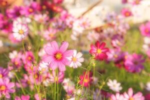 cosmo fiori nel il giardino con luce del sole. Vintage ▾ tono foto