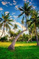 silhouette Noce di cocco palma alberi su giardino a tramonto. Vintage ▾ tono. foto
