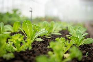 verdura giardino a mattina il estate giorno nel industriale serra. selettivo messa a fuoco foto