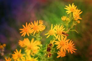 fiori nel il giardino con luce del sole. Vintage ▾ tono foto