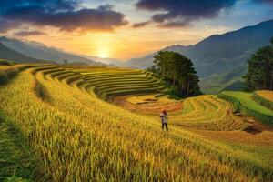 riso i campi su terrazzato con di legno padiglione a tramonto nel mu cang chai, Yenbai, Vietnam. foto