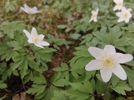 primavera colori portare via un' vivace tavolozza di pastello sfumature, fioritura fiori, e fresco verde, segnalazione il risveglio di natura dopo il inverno sonno foto