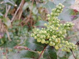 primavera colori portare via un' vivace tavolozza di pastello sfumature, fioritura fiori, e fresco verde, segnalazione il risveglio di natura dopo il inverno sonno foto