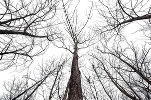 spoglio albero isolato su bianca sfondo. foto