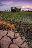 azienda agricola paesaggio fotografia di riso i campi essere piantato nel il sera nel Tailandia. foto