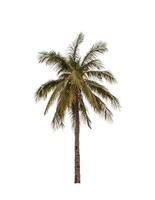 Noce di cocco albero isolato su bianca sfondo foto
