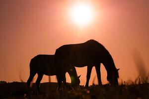 cavallo silhouette pascolo e bellissimo tramonto sfondo nel estate foto