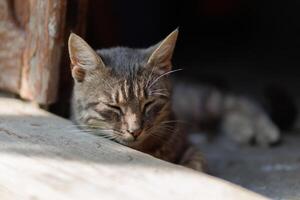 grigio gatto è addormentato su gradino della porta foto