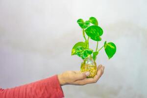 mano Tenere un' pothos pianta nel un' vaso su un' bianca sfondo. foto