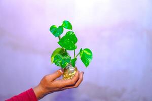 mano Tenere un' pothos pianta nel un' vaso su un' bianca sfondo. foto