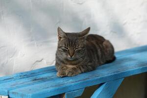 un' grigio gatto è dire bugie su un' panchina foto