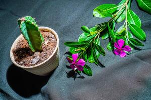 cactus fiori nel un' bianca pentola con pervinca fiori dire bugie su il lato con un' nero stoffa base. foto