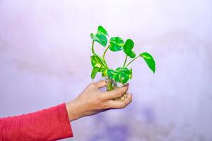 mano Tenere un' pothos pianta nel un' vaso su un' bianca sfondo. foto