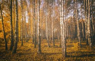 giallo foglia autunno nel il betulla boschetto nel d'oro autunno su tramonto. paesaggio. Vintage ▾ film estetico. foto