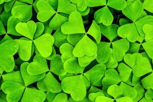 sfondo con verde trifoglio le foglie per santo Patrick giorno. trifoglio come un' simbolo di fortuna. foto