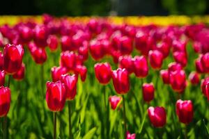 viola tulipani illuminato di luce del sole su un' fiore letto. paesaggio. foto