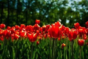 rosso tulipani illuminato di luce del sole su un' fiore letto. paesaggio. foto