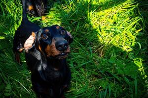 curioso canino uno foto