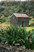 un' tipico azzorre Casa costruito con vulcanico nero roccia in mezzo un' piantagione di uccello del paradiso fiori. foto