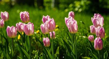 viola tulipani illuminato di luce del sole su un' fiore letto. paesaggio. foto