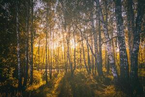 betulla boschetto con d'oro le foglie nel d'oro autunno, illuminato di il sole a tramonto o alba. estetica di Vintage ▾ film. foto