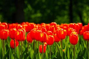 rosso tulipani illuminato di luce del sole su un' fiore letto. paesaggio. foto