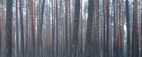 panorama di pino autunno nebbioso foresta. righe di pino tronchi avvolto nel nebbia su un' nuvoloso giorno. foto