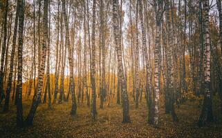 giallo foglia autunno nel il betulla boschetto nel d'oro autunno su tramonto. paesaggio. Vintage ▾ film estetico. foto