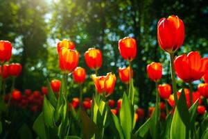 rosso tulipani illuminato di luce del sole su un' fiore letto. paesaggio. foto