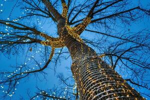 un' albero decorato con festivo ghirlande bulbi contro il sfondo di il notte cielo. foto