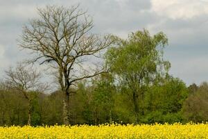 alberi nel il sfondo, giallo stupro campo nel il primo piano foto